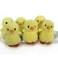 6 Mini 5" Chicks Perfect for Baby Showers, Easter and Collectors